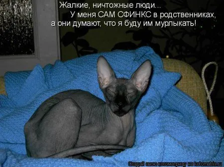Котоматрица на Пятницу