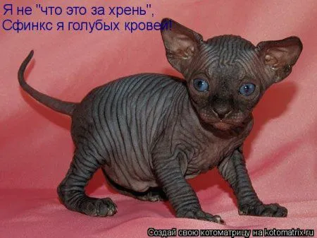 Котоматрица на Пятницу
