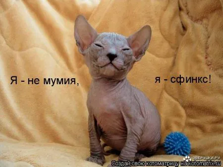 Котоматрица на Пятницу
