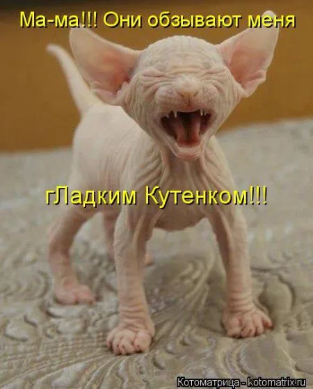 Котоматрица на Пятницу