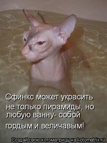 Котоматрица на Пятницу