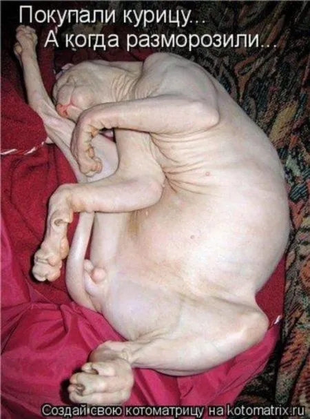 Котоматрица на Пятницу