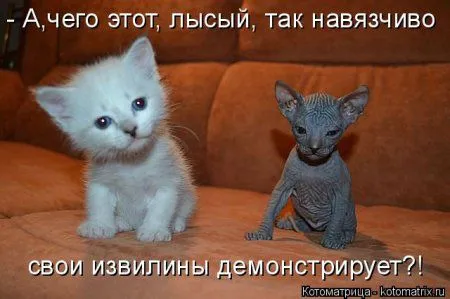 Котоматрица на Пятницу