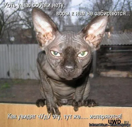 Котоматрица на Пятницу