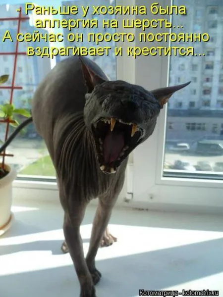 Котоматрица на Пятницу