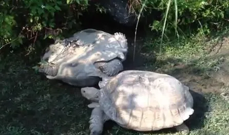 Взаимовыручка черепах