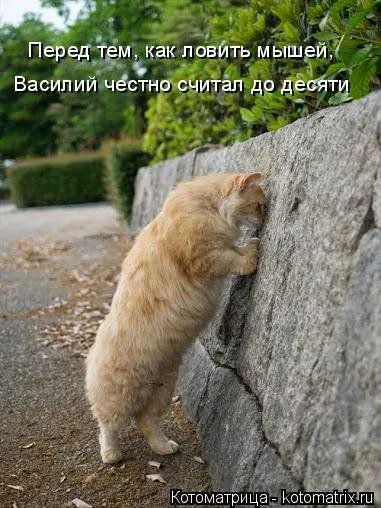 Котоматрицы, приколы с надписями про котов