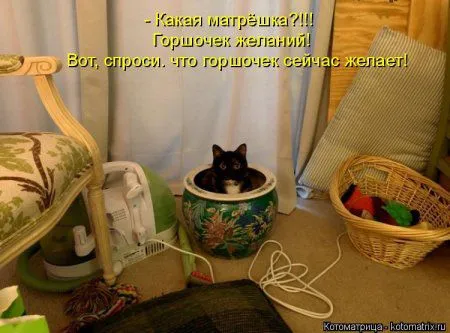 Котоматрицы, приколы с надписями про котов
