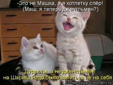 Котоматрицы, приколы с надписями про котов