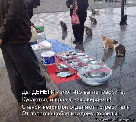 Котоматрицы, приколы с надписями про котов