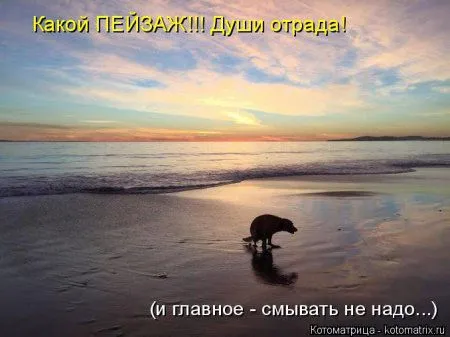 Котоматрицы, приколы с надписями про котов