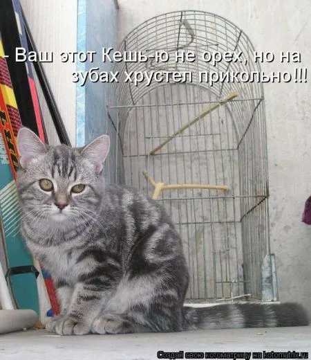 Котоматрицы, приколы с надписями про котов