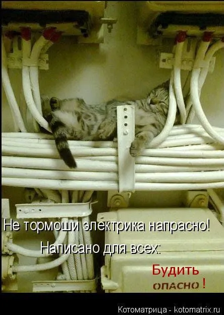 Котоматрицы, приколы с надписями про котов