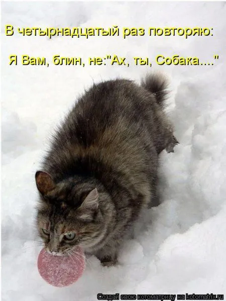 Котоматрицы, приколы с надписями про котов