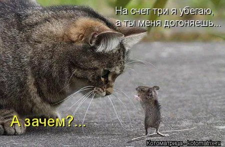 Котоматрицы, приколы с надписями про котов
