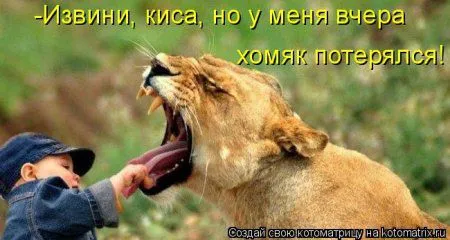 Котоматрицы, приколы с надписями про котов