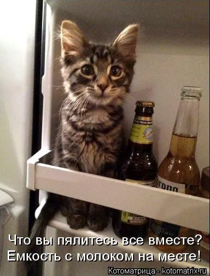 Котоматрицы, приколы с надписями про котов