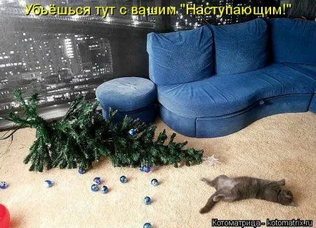 Котоматрицы, приколы с надписями про котов
