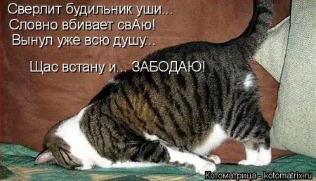 Котоматрицы, приколы с надписями про котов