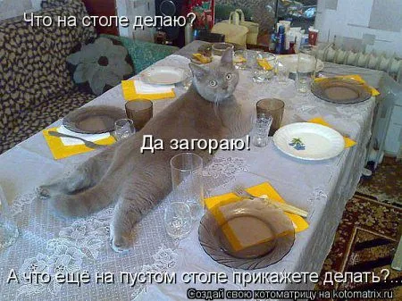 Котоматрицы, приколы с надписями про котов