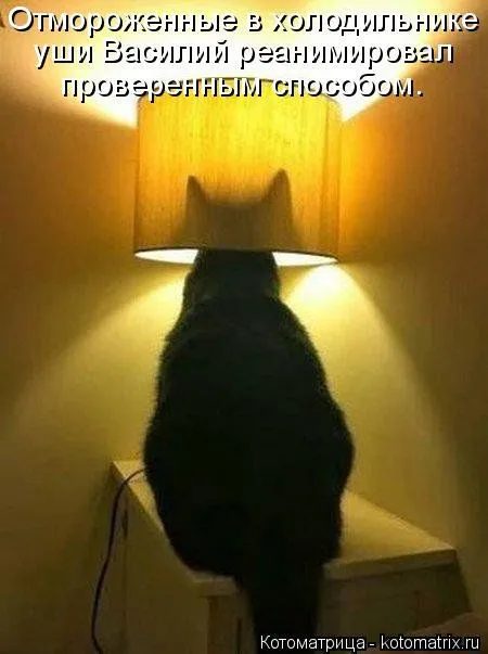 Котоматрицы, приколы с надписями про котов