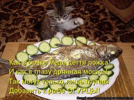 Котоматрицы, приколы с надписями про котов