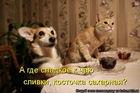 Котоматрицы, приколы с надписями про котов