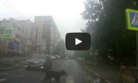 Собака пешеход