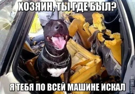 Авто приколы, для автолюбителей