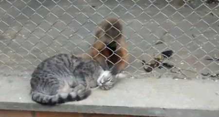 Обезьяна ухаживает за кошкой