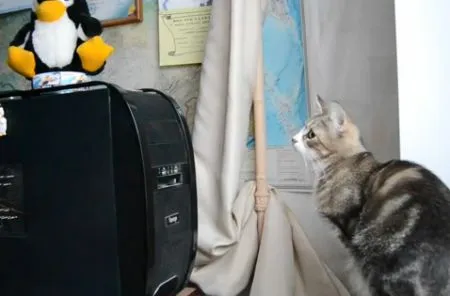 Кошка ненавидит DVD-привод