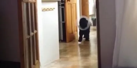 Братья наши меньшие