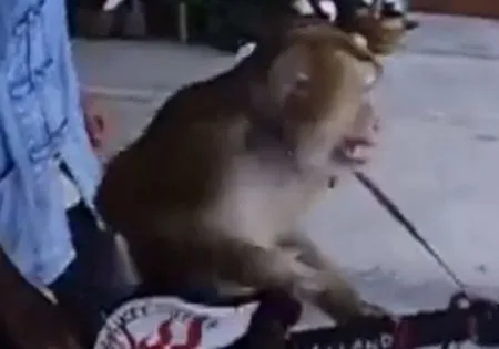 Обезьяна играет на гитаре
