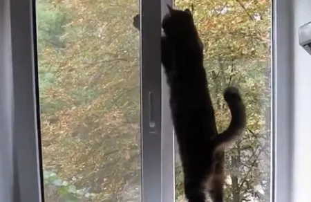 Кот охотится на голубя