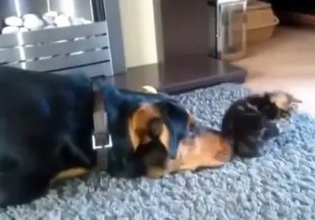Котенок не хочет играть с псом