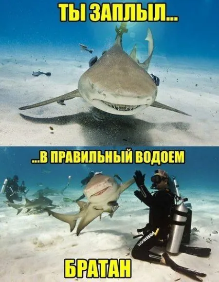 Фото приколы подборка позитива