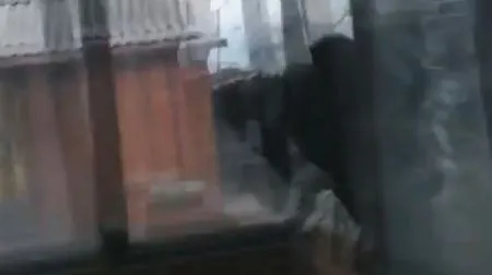 Кот каскадер