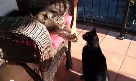 Атака кота