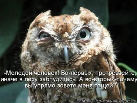 Позитивные прикольные зверушки