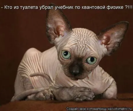 Позитивные прикольные зверушки
