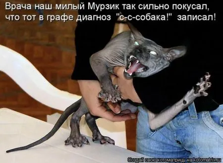 Позитивные прикольные зверушки