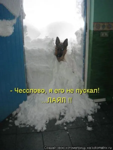 Позитивные прикольные зверушки