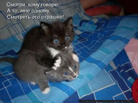 Позитивные прикольные зверушки