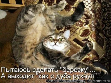 Позитивные прикольные зверушки