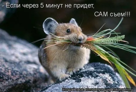 Позитивные прикольные зверушки
