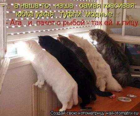 Позитивные прикольные зверушки