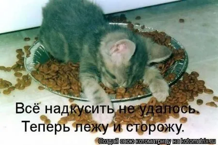 Позитивные прикольные зверушки