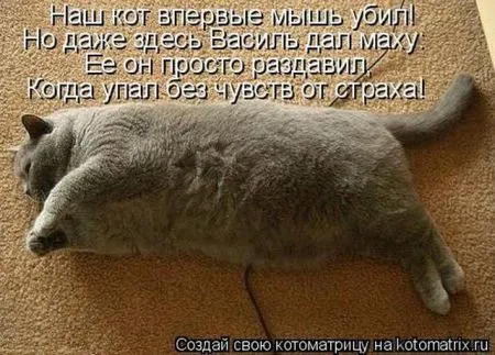 Позитивные прикольные зверушки