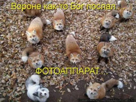 Позитивные прикольные зверушки