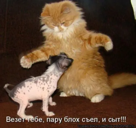 Позитивные прикольные зверушки